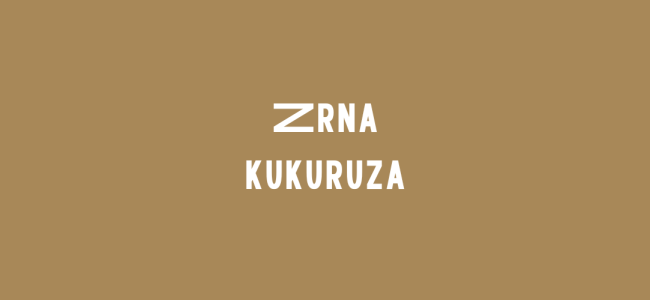 zrna kukuruza